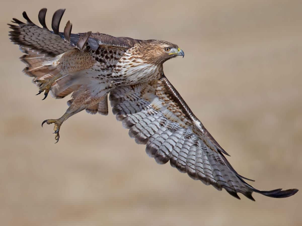 immature red tailed hawk spirit animal