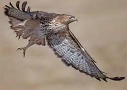 immature red tailed hawk spirit animal