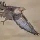 immature red tailed hawk spirit animal