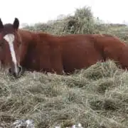 lil bit horse shamanism