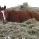 lil bit horse shamanism