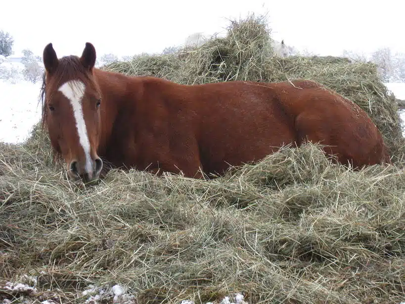 lil bit horse shamanism