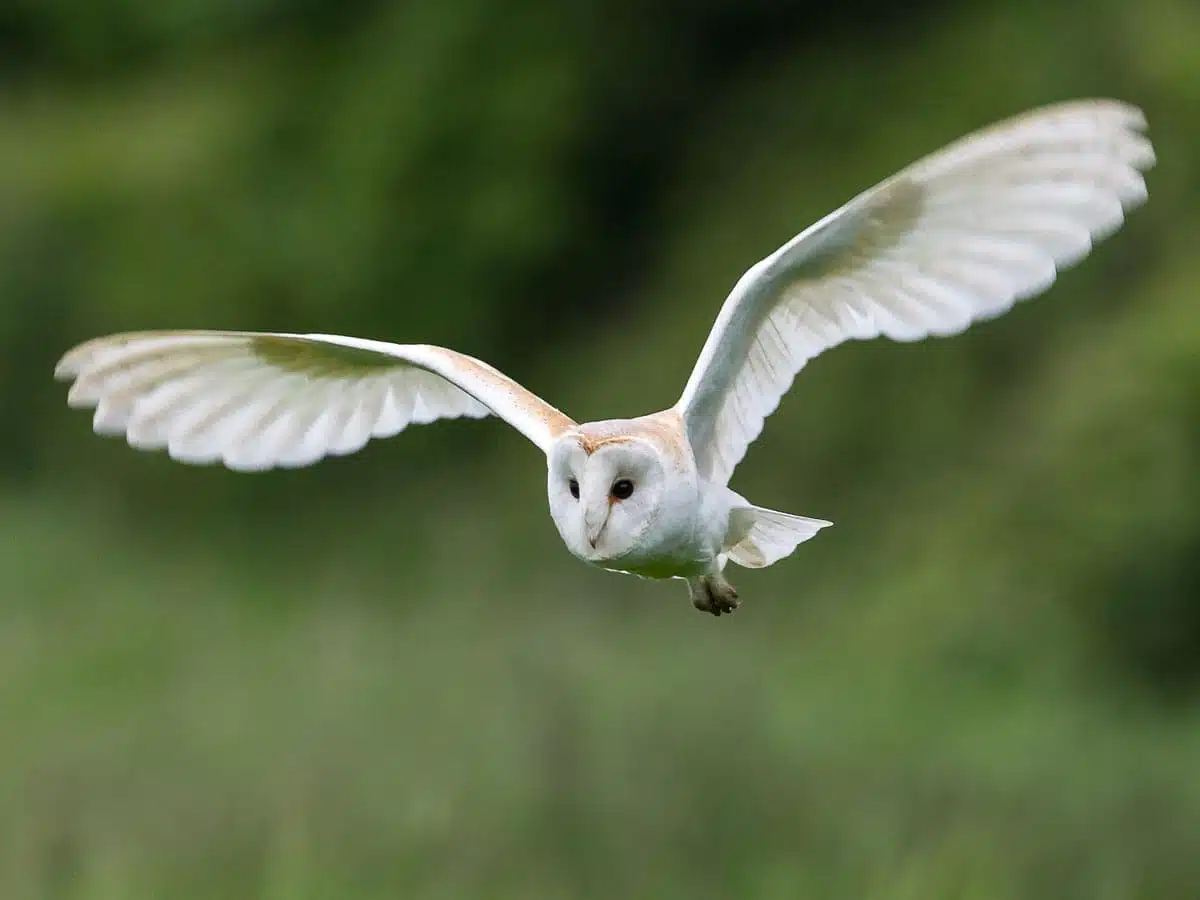 barn owl gracious wild