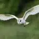 barn owl gracious wild