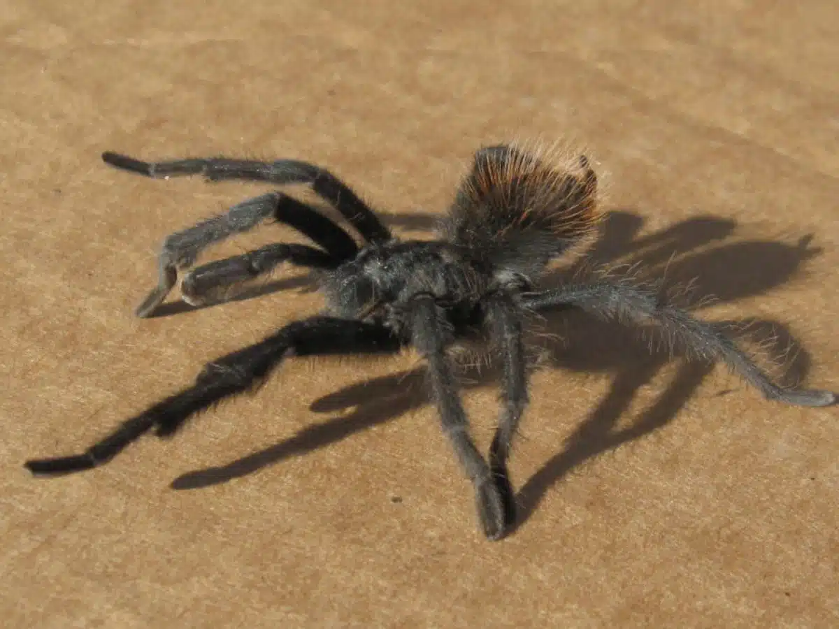 spider symbolism