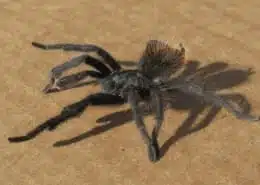 spider symbolism