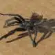 spider symbolism