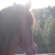 Mustang Mare Horse