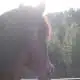 Mustang Mare Horse