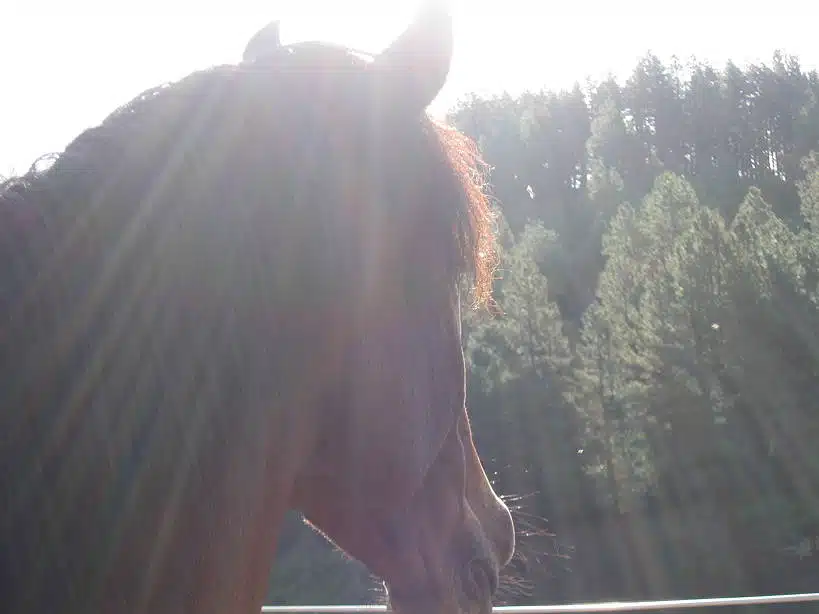 Mustang Mare Horse