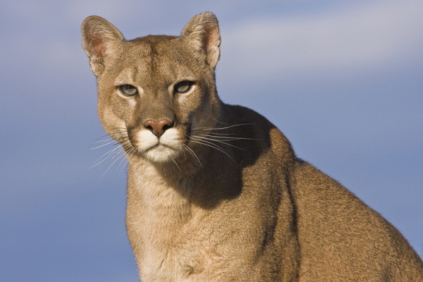 cougar power animal