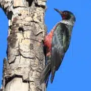 lewis woodpecker spirit animal