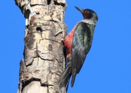 lewis woodpecker spirit animal