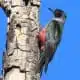 lewis woodpecker spirit animal