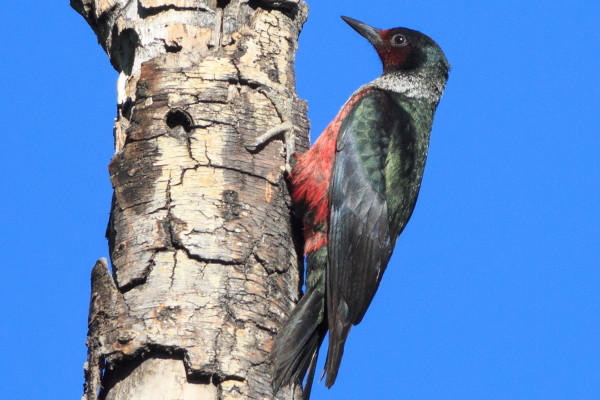 lewis woodpecker spirit animal