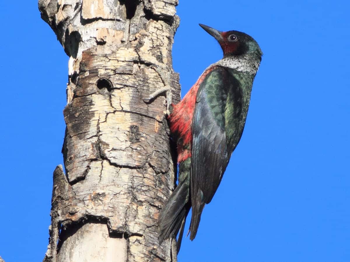 lewis woodpecker spirit animal