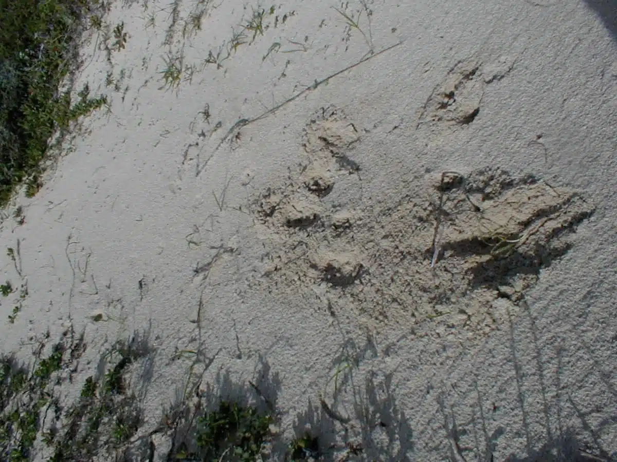 fox tracks