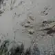 fox tracks