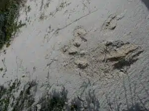 fox tracks