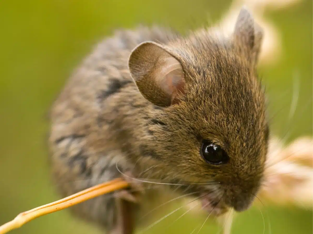 meaning of mouse spirit animal