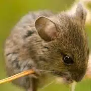 meaning of mouse spirit animal