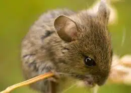 meaning of mouse spirit animal