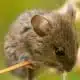 meaning of mouse spirit animal