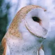 barn owl gracious wild