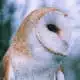 barn owl gracious wild