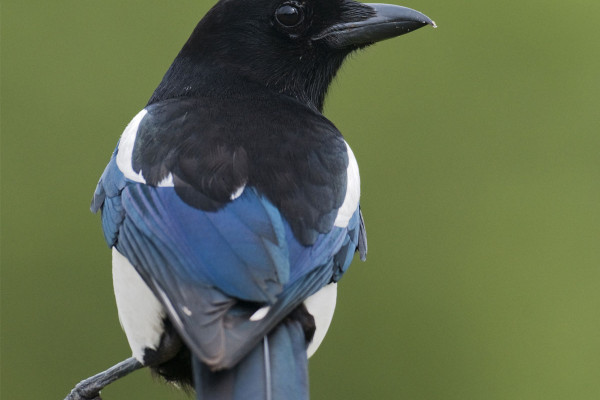 meaning of magpie