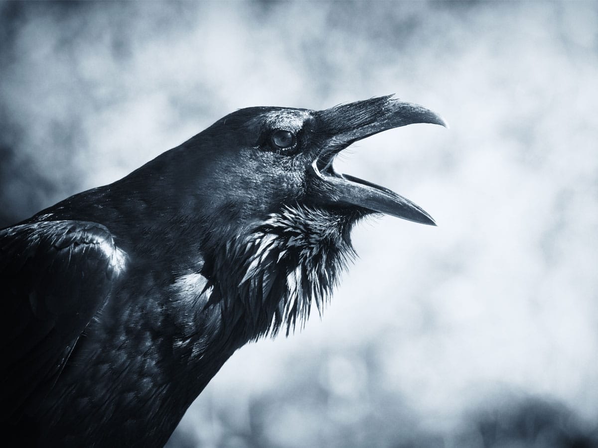 raven spirit animal
