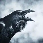 raven spirit animal
