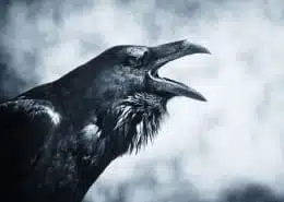raven spirit animal