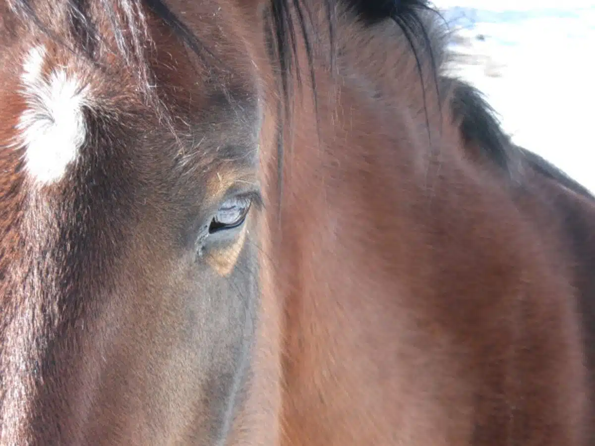 hope hardship horses