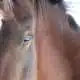 hope hardship horses