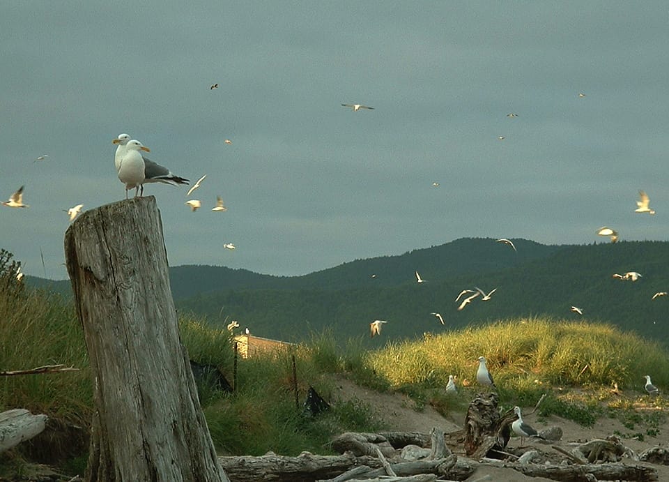 What does seagull mean - Spirit Animals - Wild Gratitude