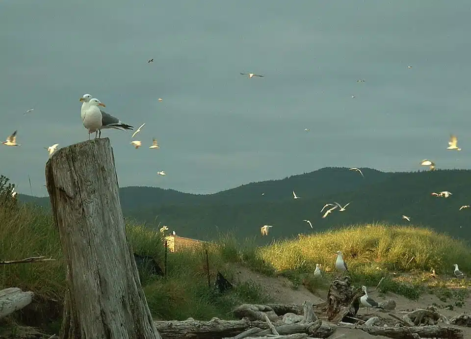 seagull power animal