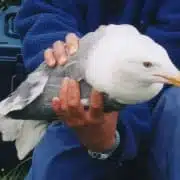 what does seagull mean