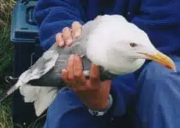 what does seagull mean