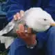 what does seagull mean