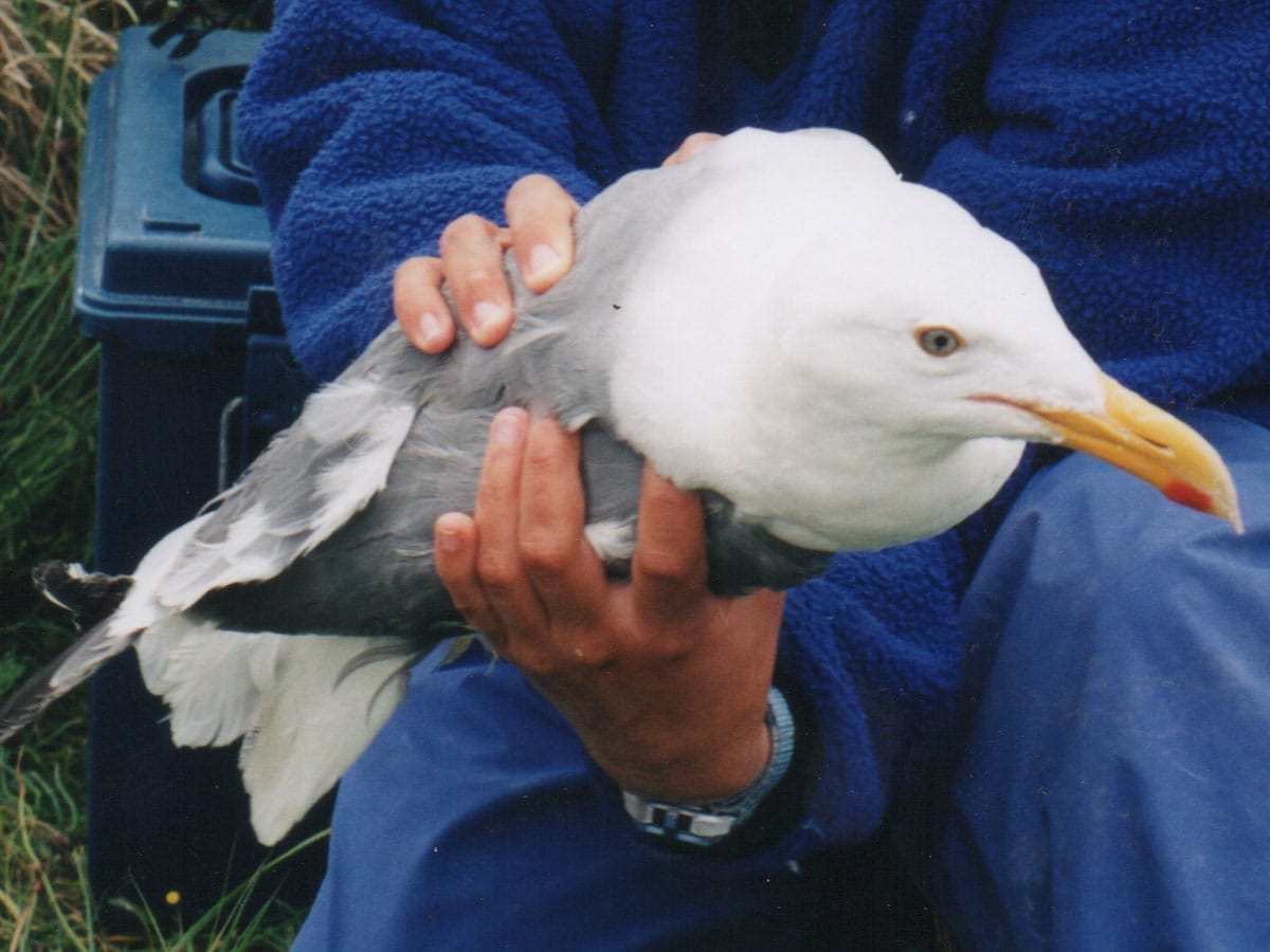 What does seagull mean - Spirit Animals - Wild Gratitude