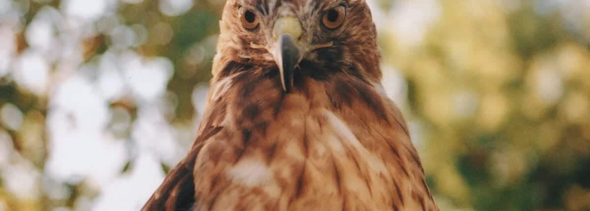 meaning of red-tailed hawk symbolism