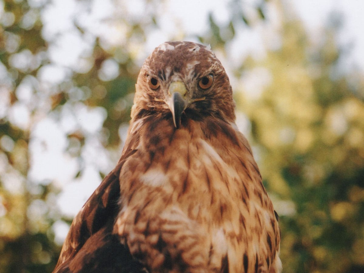 meaning of red-tailed hawk symbolism