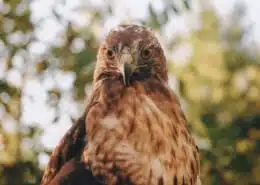 meaning of red-tailed hawk symbolism
