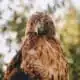 meaning of red-tailed hawk symbolism