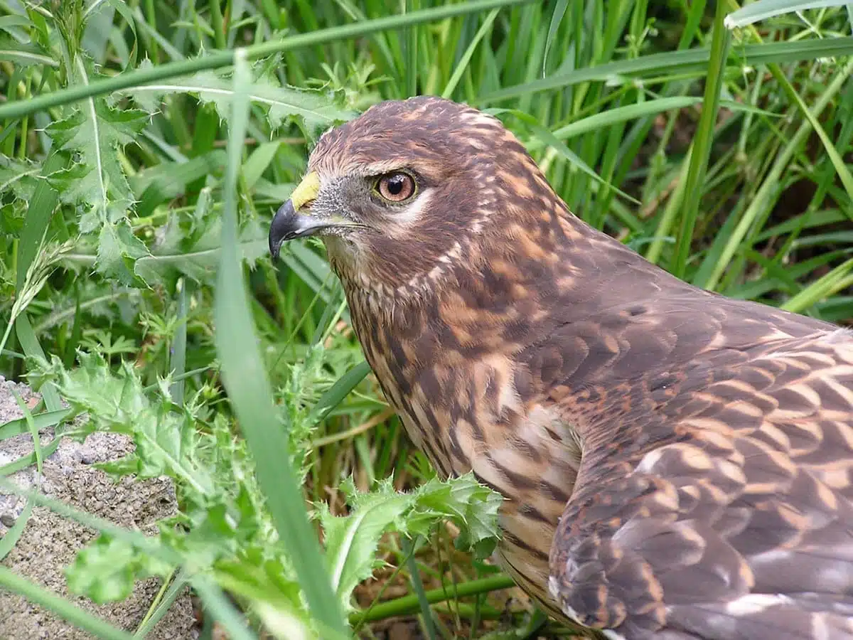 hawk shamanism
