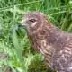 hawk shamanism