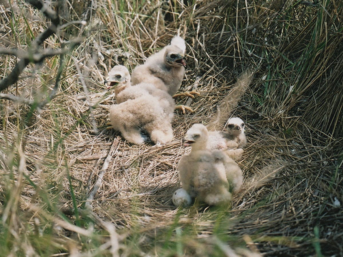 harrier hawk chicks
