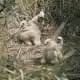 harrier hawk chicks