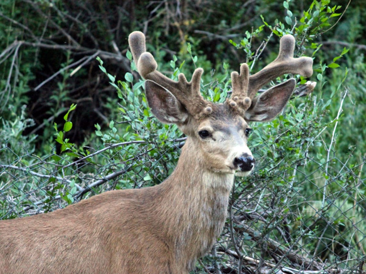 Deer Spirit Animal - Wild Gratitude